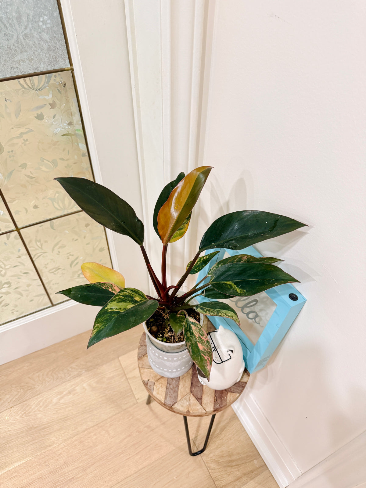 Philodendron Red Congo Variegated
