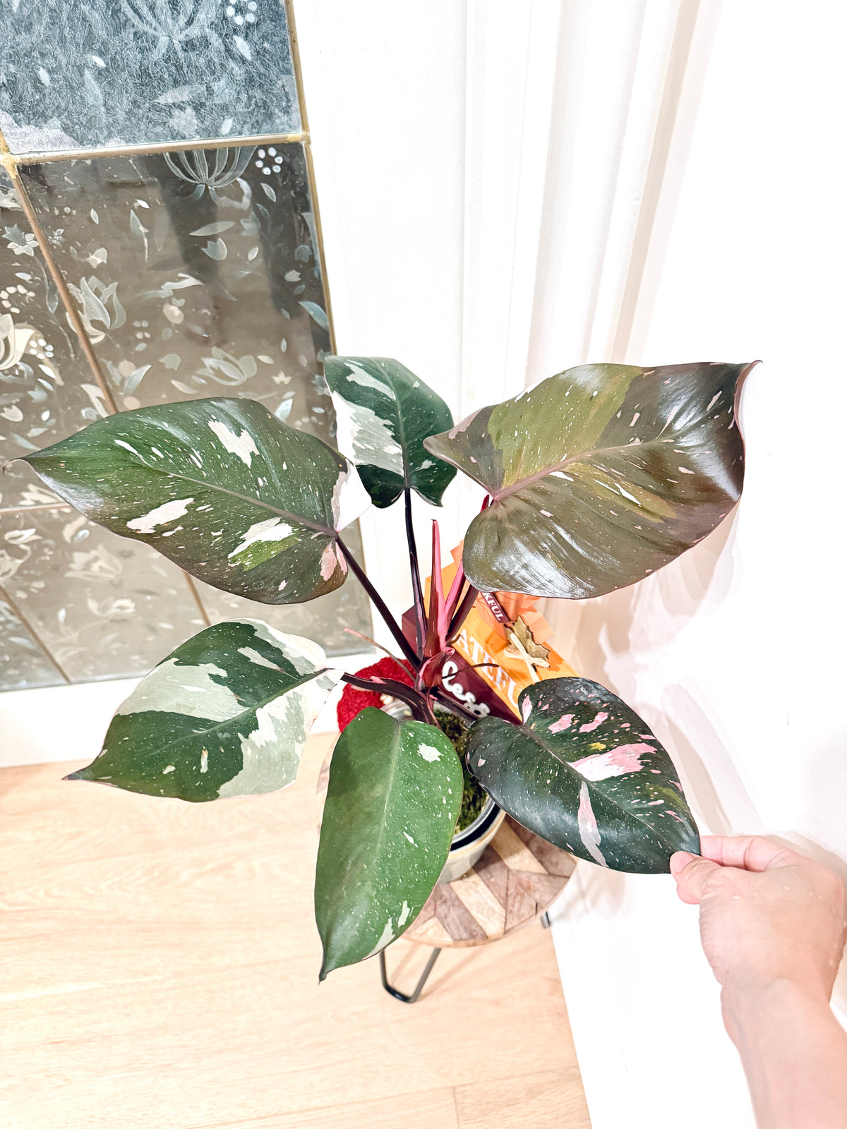Philodendron Red Anderson Variegated