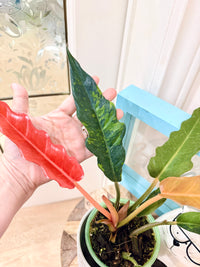 Philodendron Caramel Fire Tiger