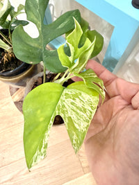 Rhaphidophora tetrasperma combo
