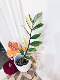 ZZPlant Aurea