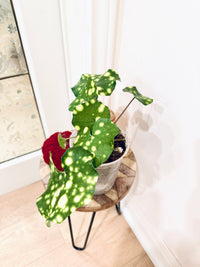 Variegated Leopard Plant
