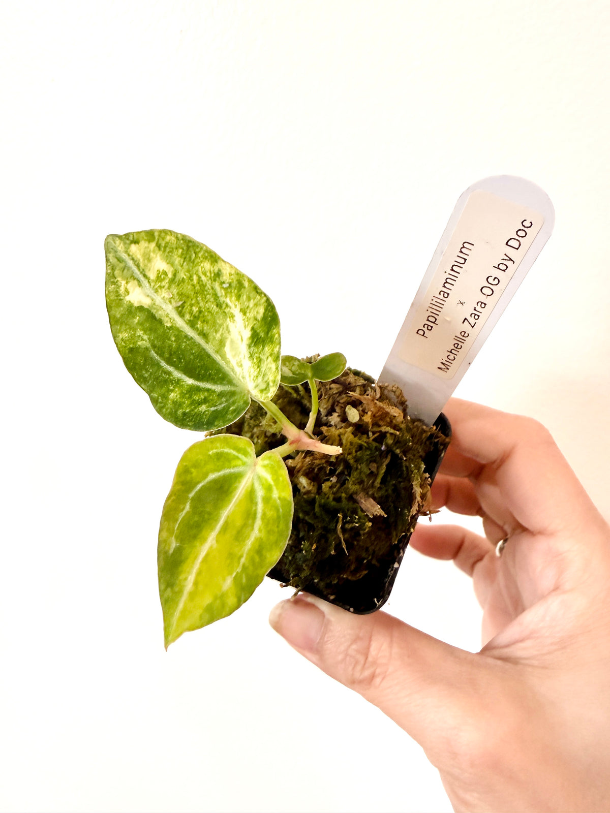 ANTHURIUM PAP X MICHELLE ZARA