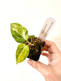 ANTHURIUM PAP X MICHELLE ZARA