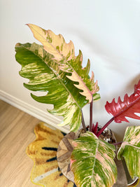 Philodendron Caramel Marble