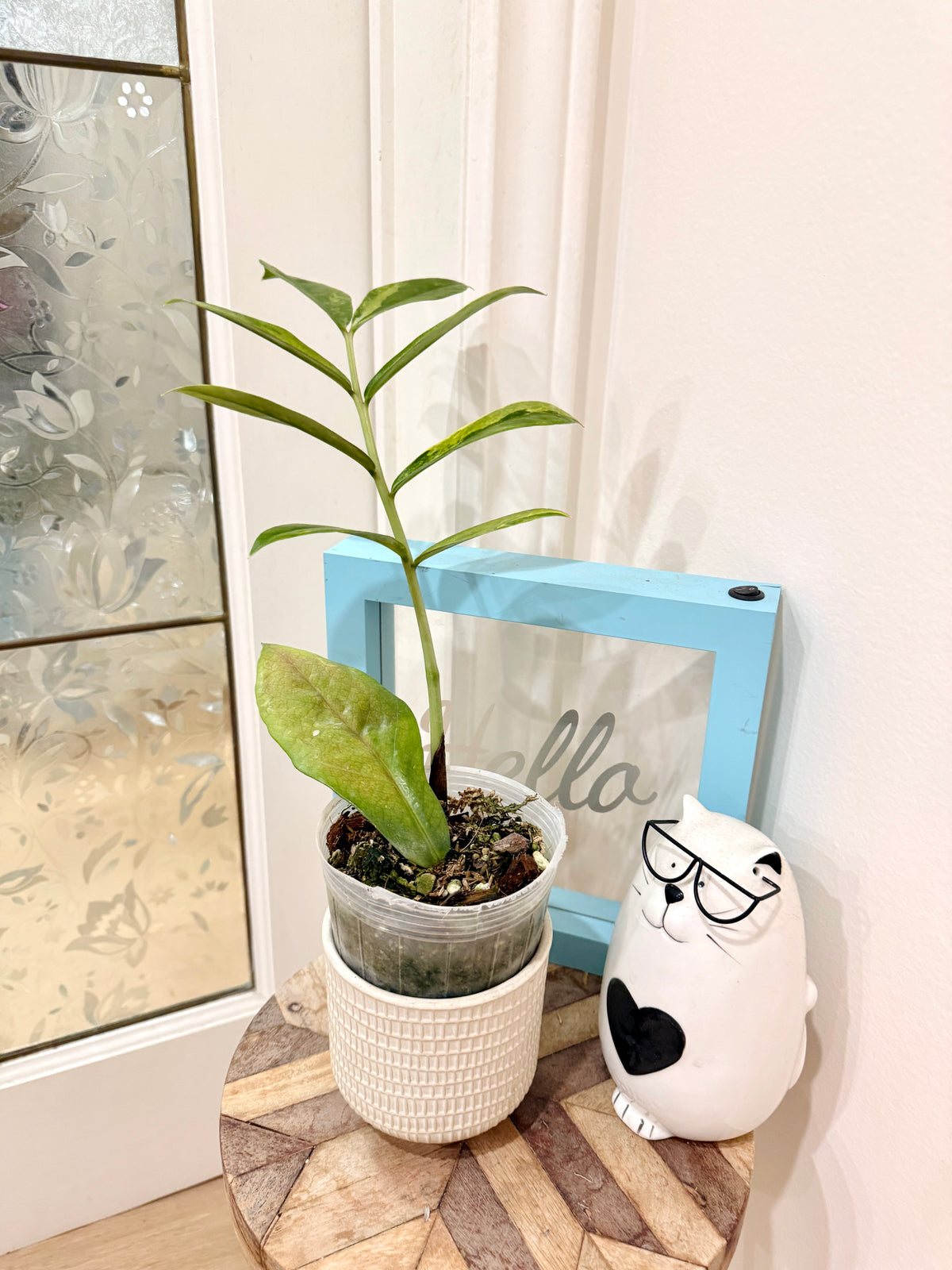 Giant ZZPlant Aurea
