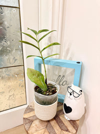 Giant ZZPlant Aurea