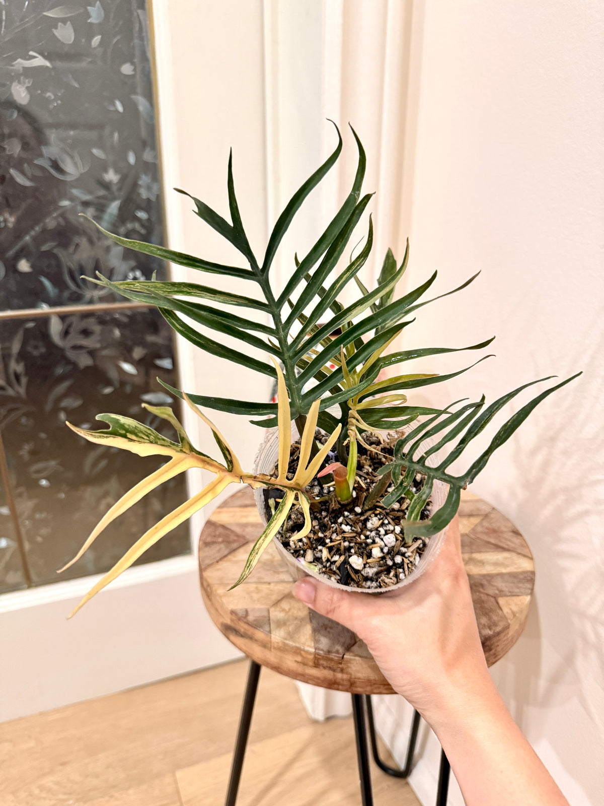 Philodendron Tortum Variegated