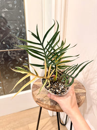 Philodendron Tortum Variegated