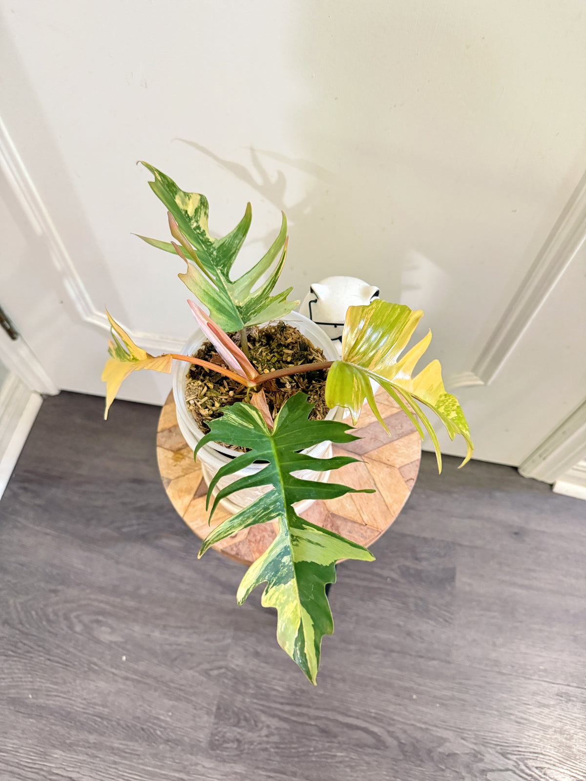 Philodendron Florida Beauty x Tortum Variegated