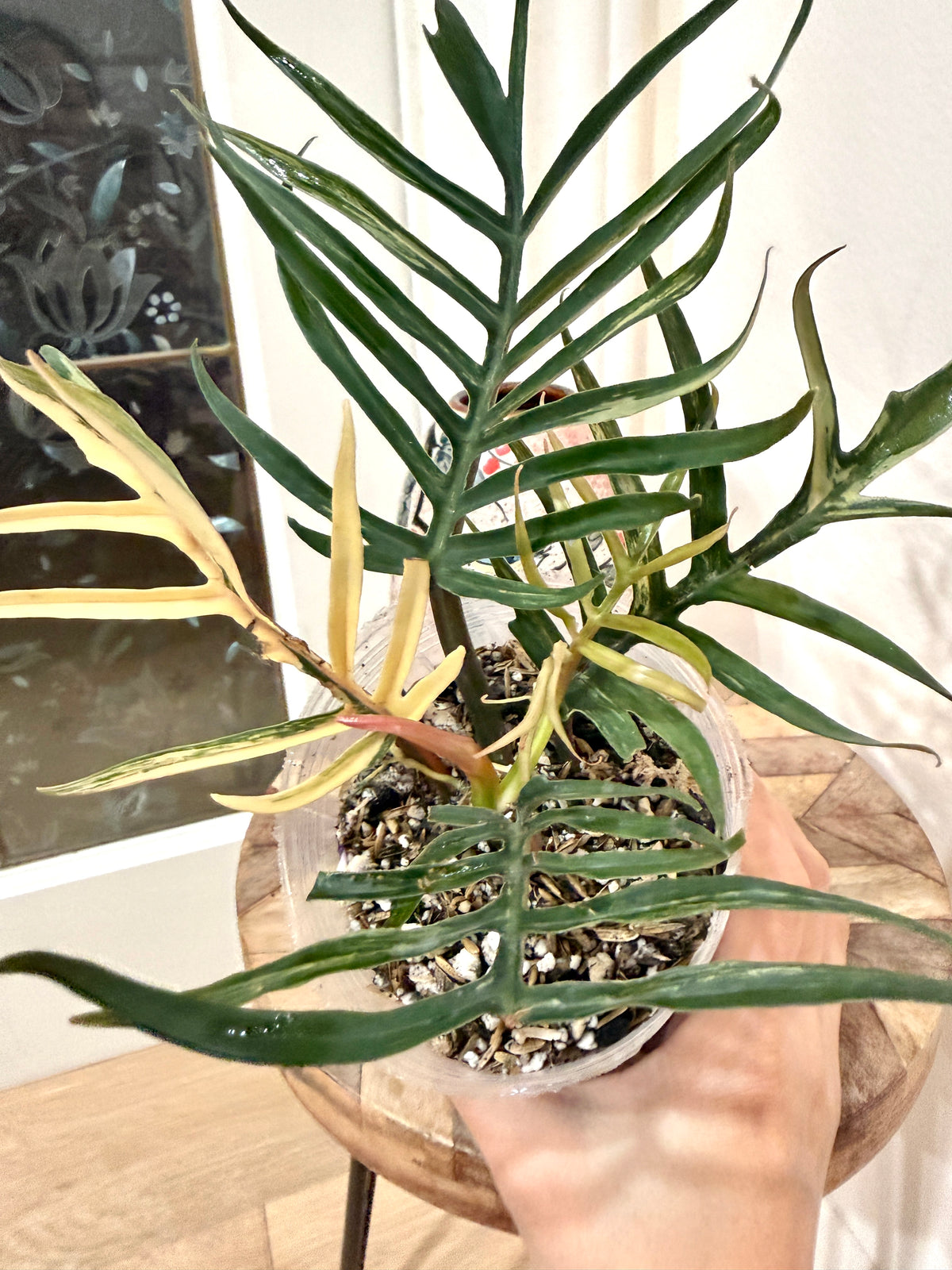 Philodendron Tortum Variegated