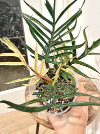 Philodendron Tortum Variegated