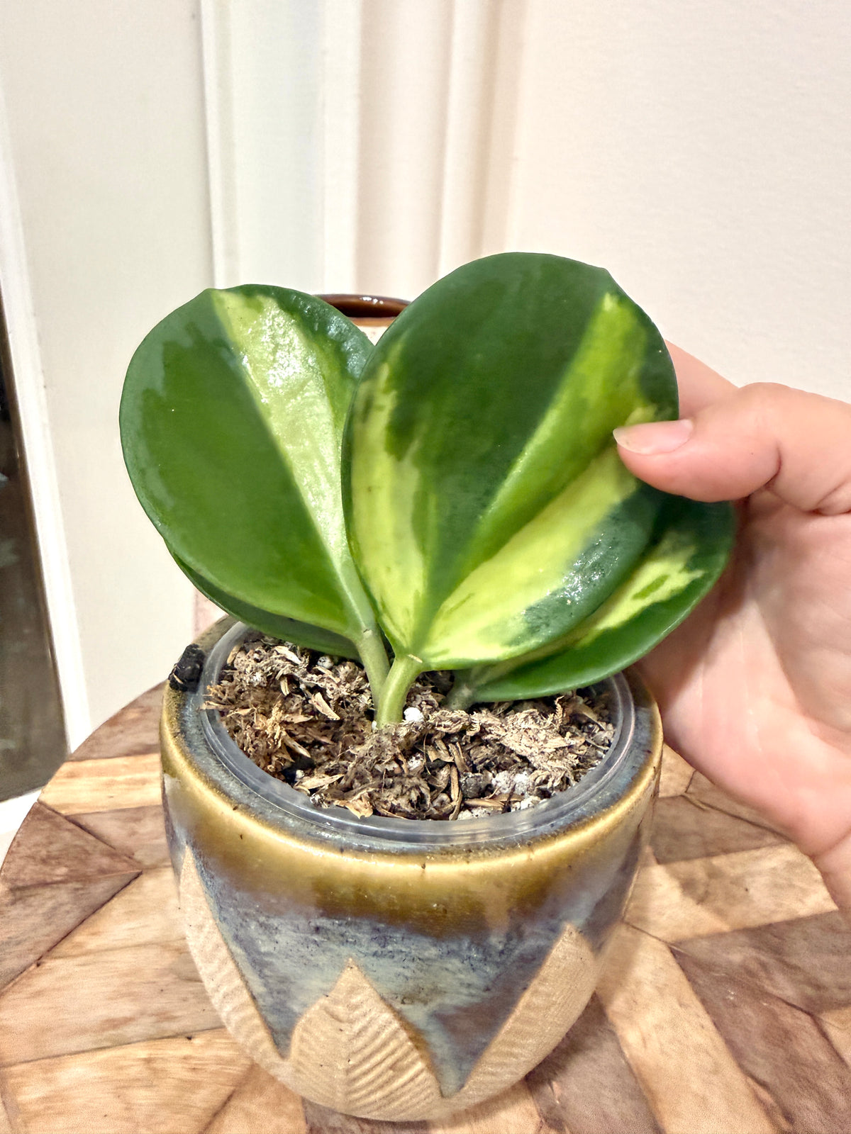 Hoya Pachyclada Inner Variegated