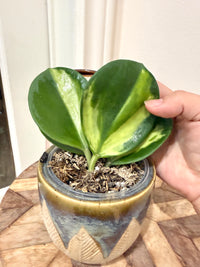 Hoya Pachyclada Inner Variegated
