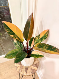 Philodendron Red Congo Variegated