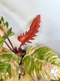 Philodendron Caramel Marble