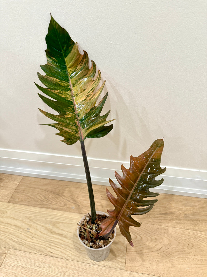 Philodendron Caramel Marble