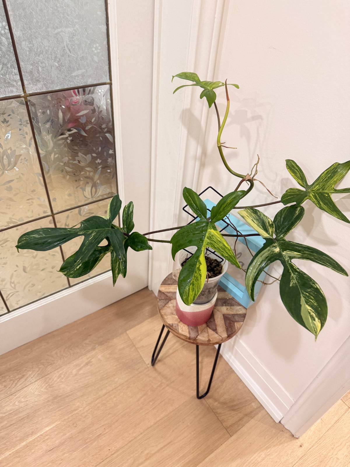 Philodendron Florida Beauty