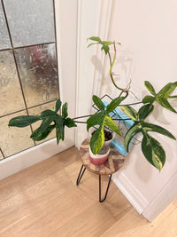 Philodendron Florida Beauty