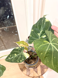 Philodendron Gloriosum Galaxy