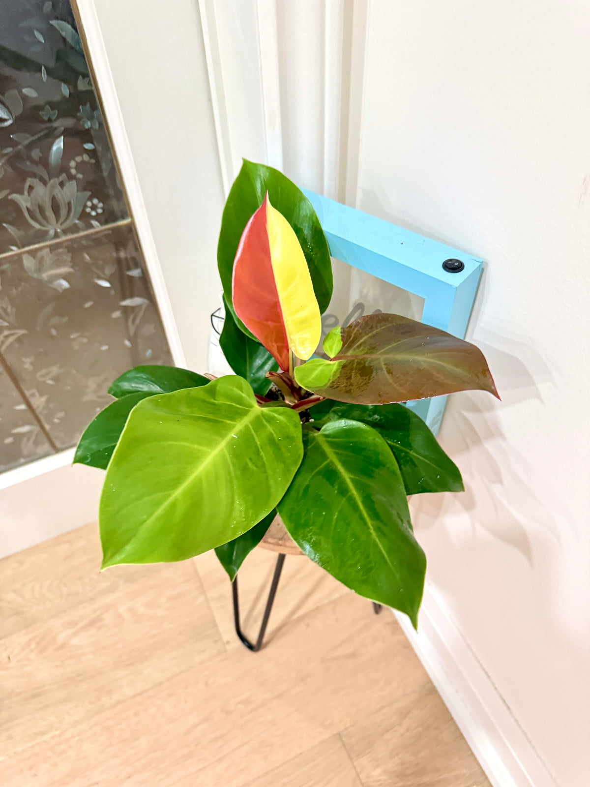 Philodendron Red Moon Variegated