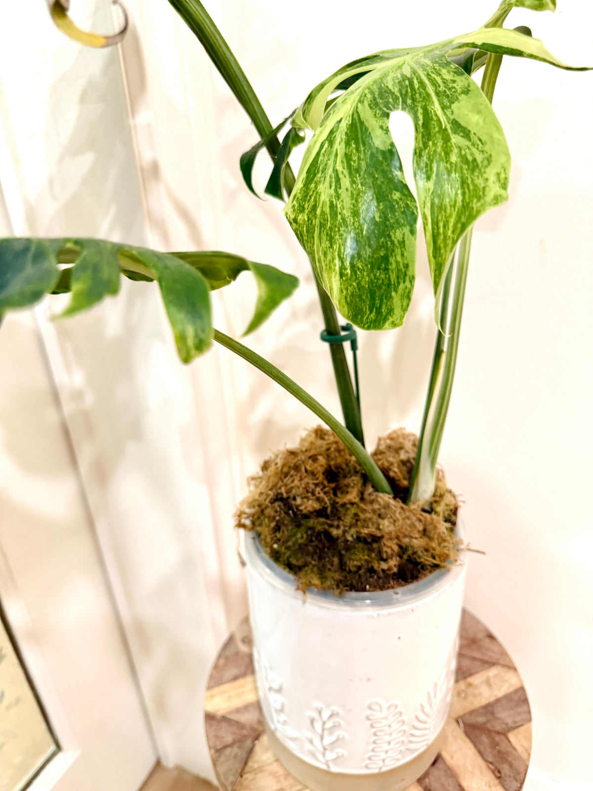 Monstera Ocean Mint Green Coral