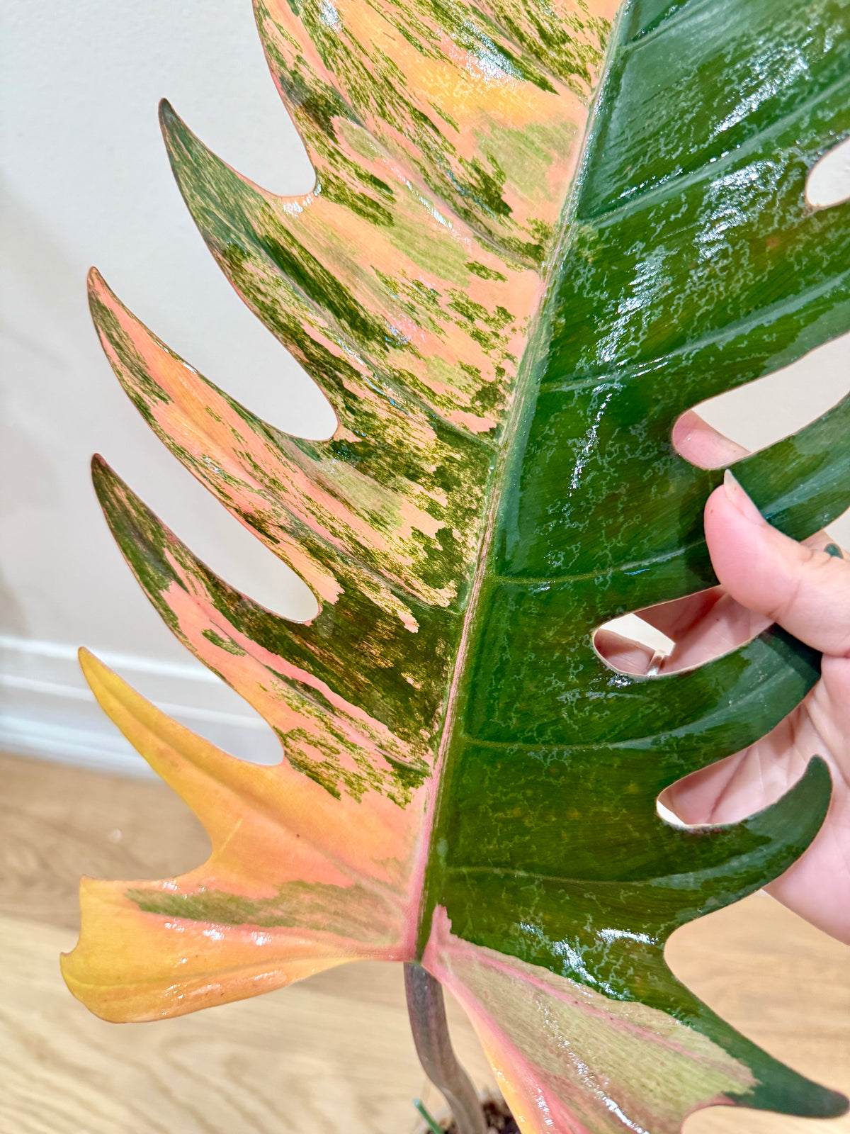 Philodendron Caramel Marble