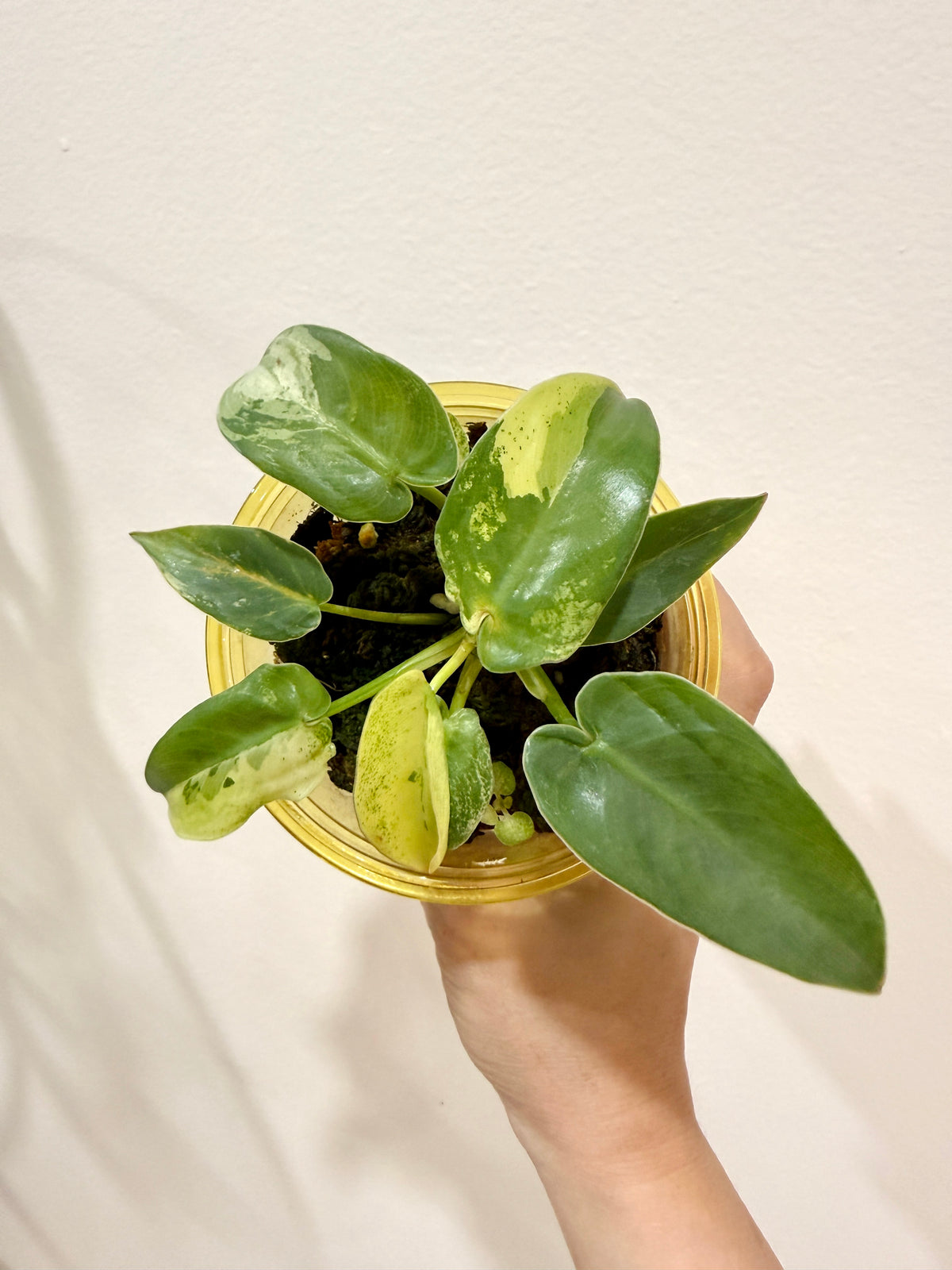 Philodendron Ilsemanii