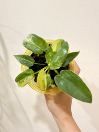 Philodendron Ilsemanii