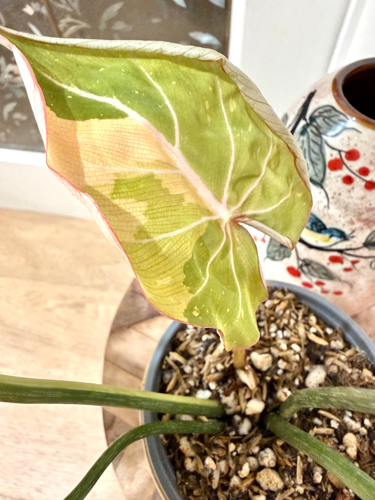 Philodendron Gloriosum Galaxy