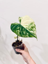 Philodendron Gloriosum Aurea