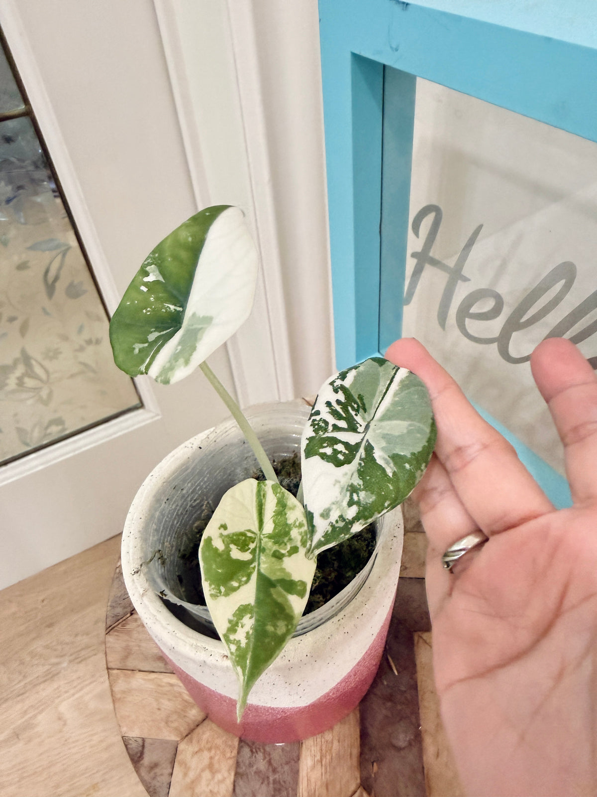 Alocasia Maharani Albo