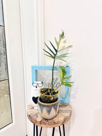 Philodendron Florida x Tortum