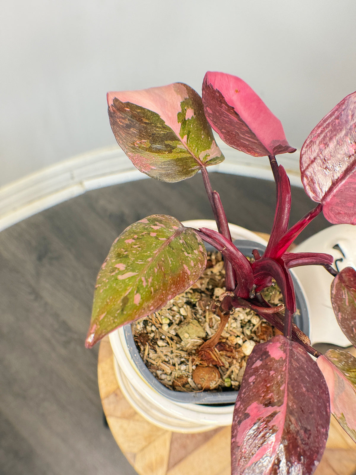 Philodendron Pink Princess Galaxy