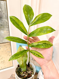 Giant ZZPlant Aurea
