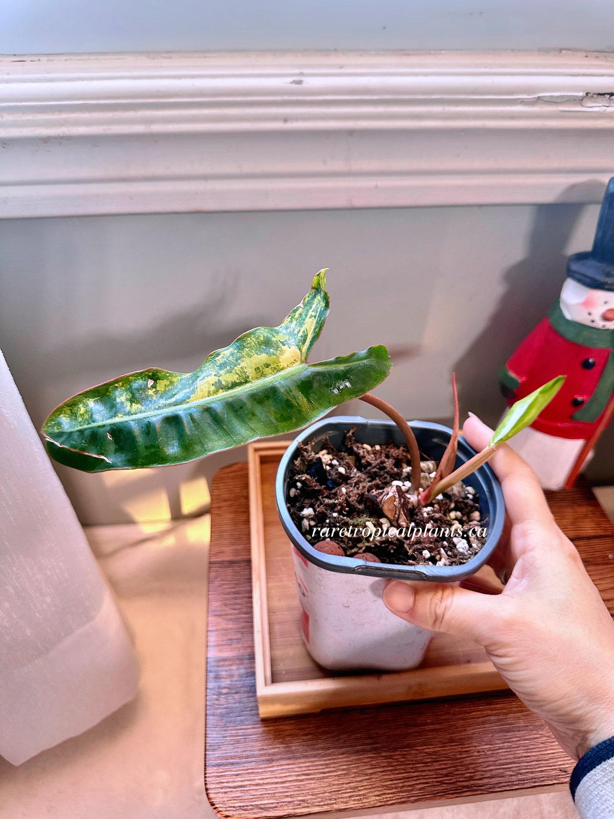 Philodendron Billietiae Variegated