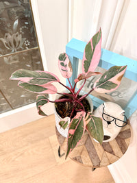 Philodendron Pink Princess Mutation