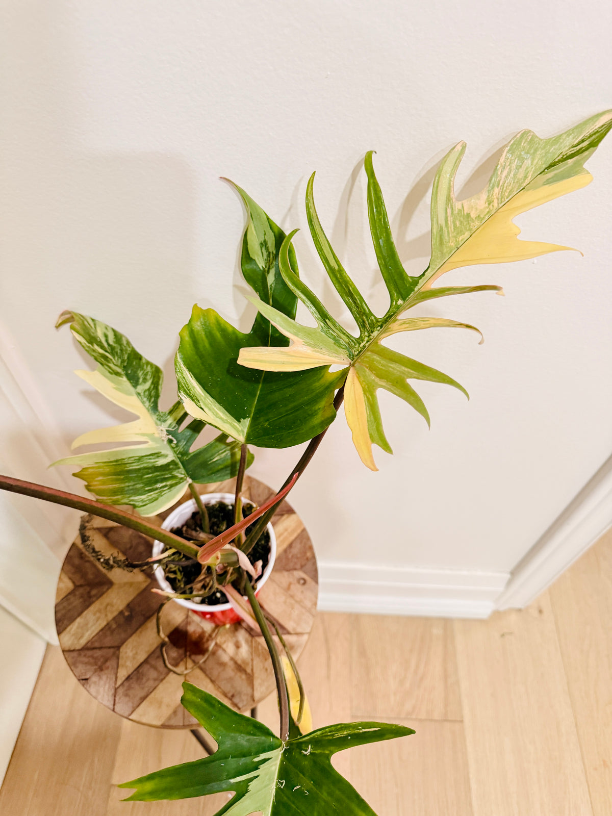 Philodendron Florida x Tortum