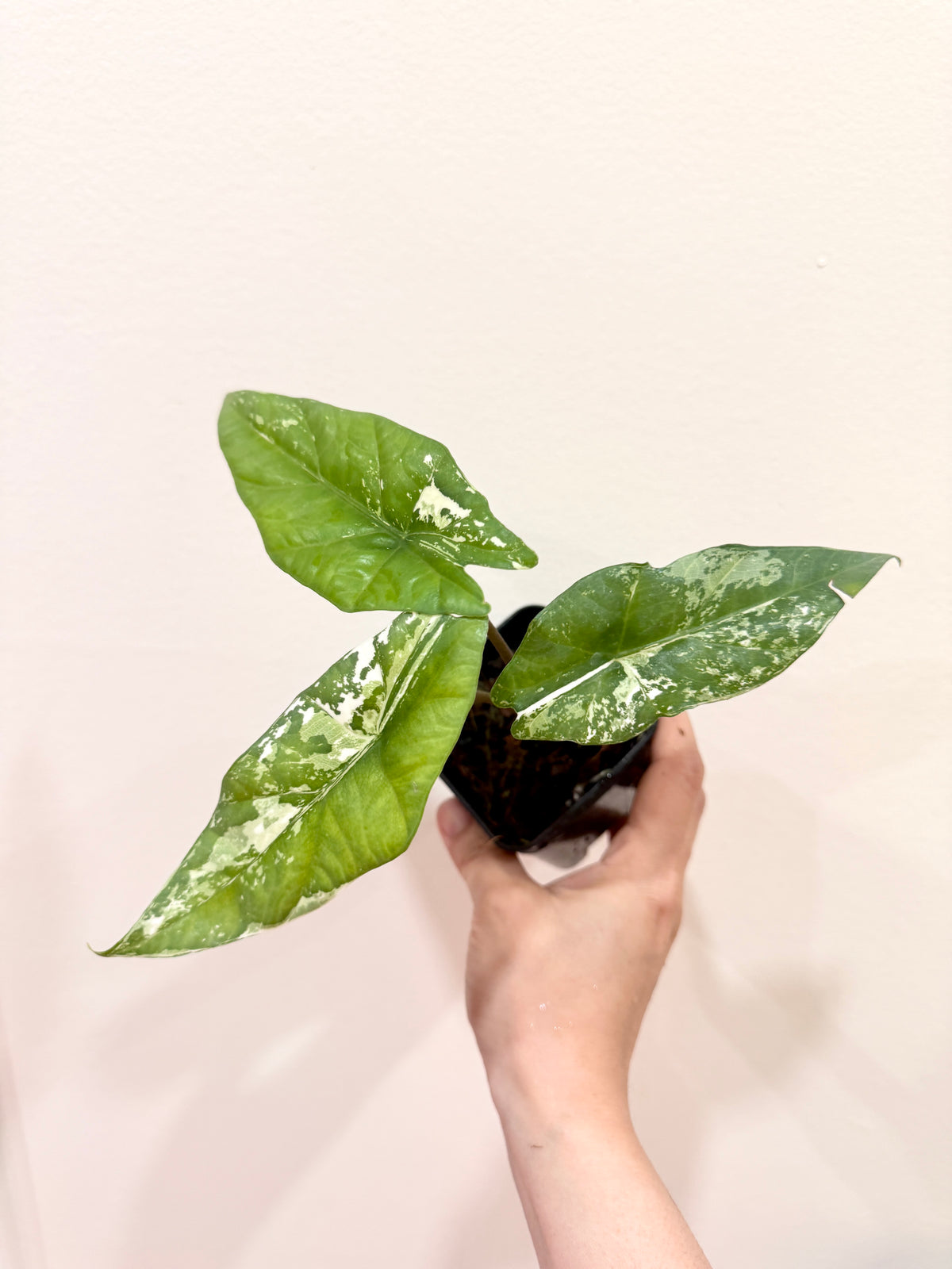 Alocasia Simpo Albo
