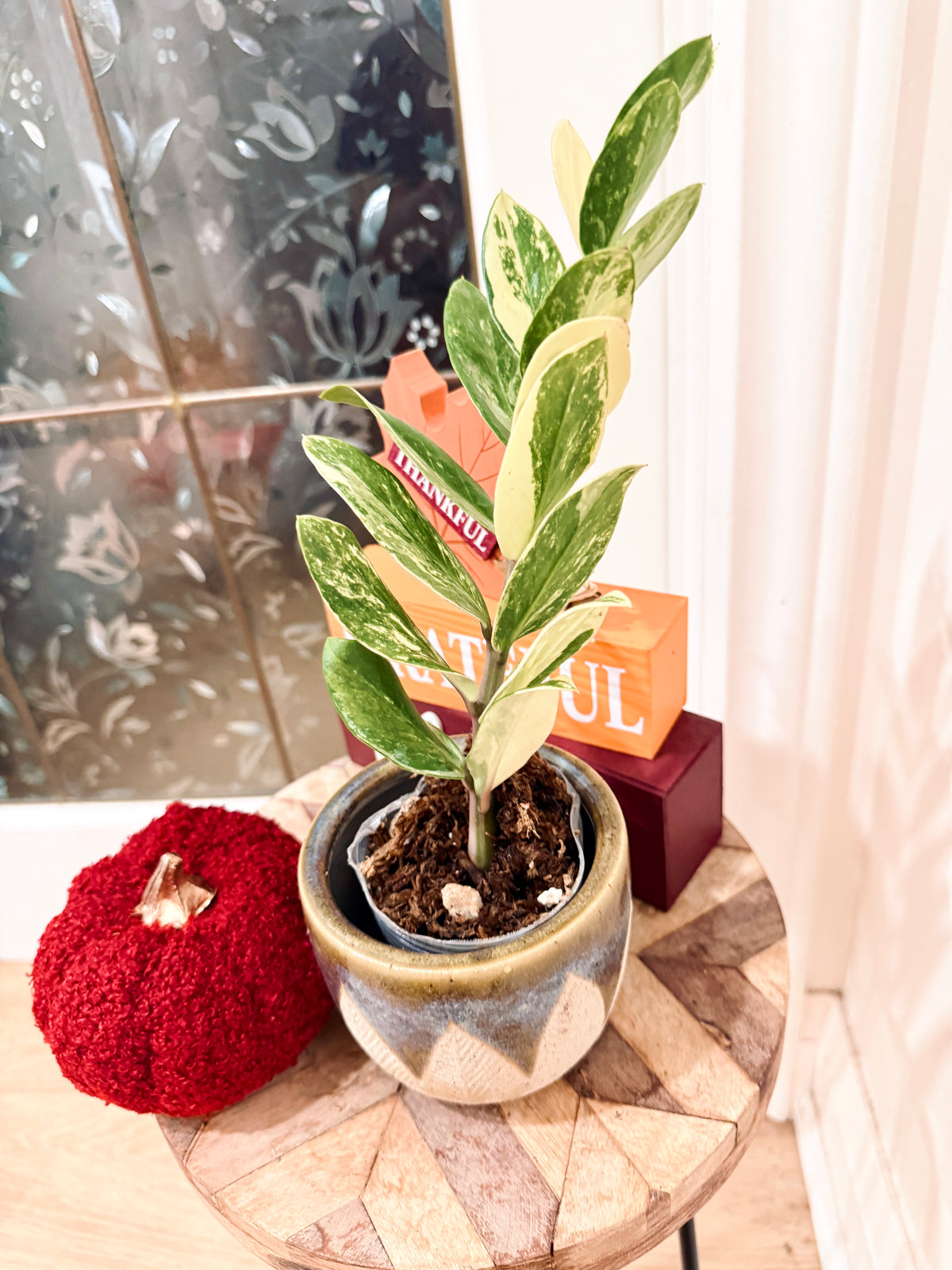 ZZPlant Aurea