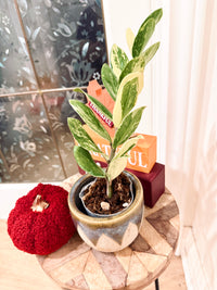 ZZPlant Aurea