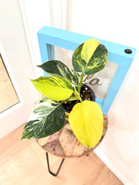 Philodendron White Wizard Tricolour