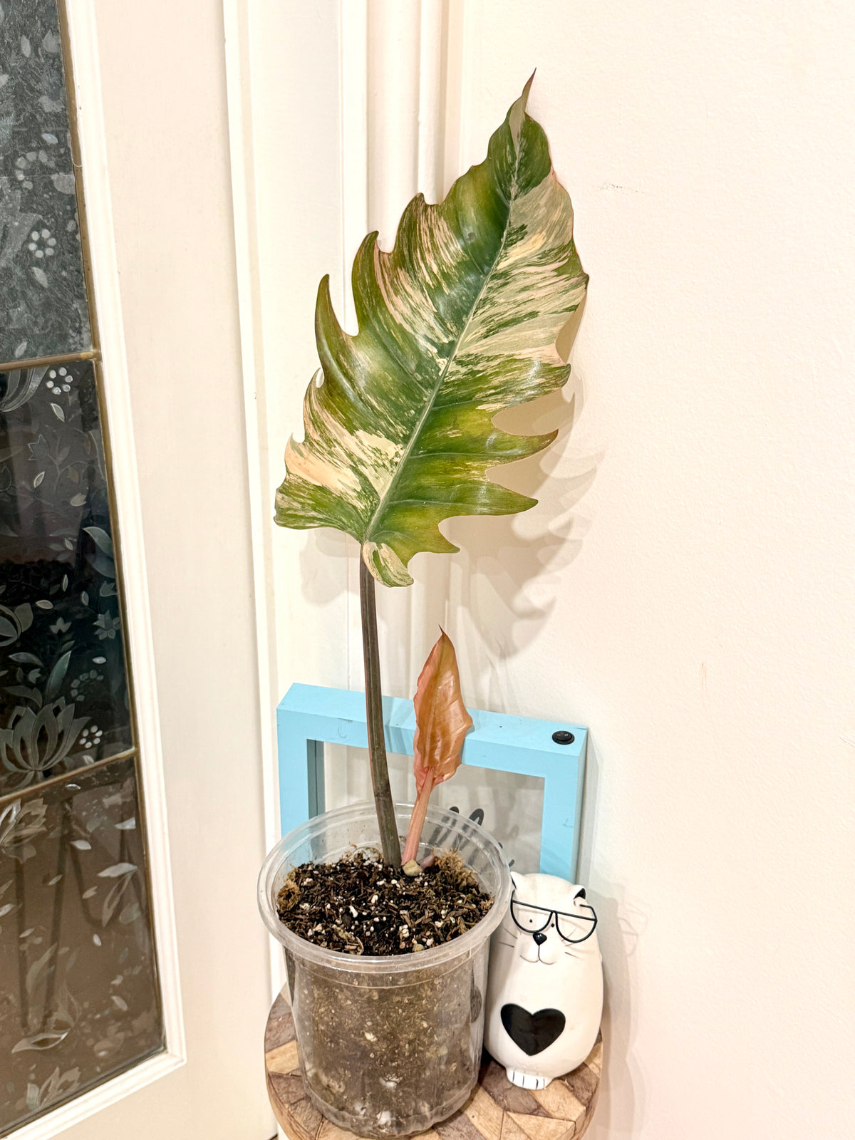 Philodendron Caramel Marble