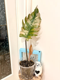 Philodendron Caramel Marble