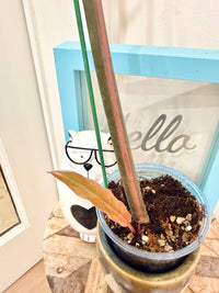 Philodendron Caramel Marble