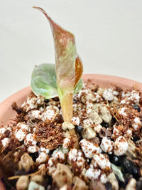Alocasia Cuprea True Pink