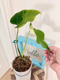Monstera light lime