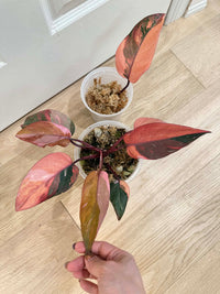 Philodendron Pink Princess Tricolour
