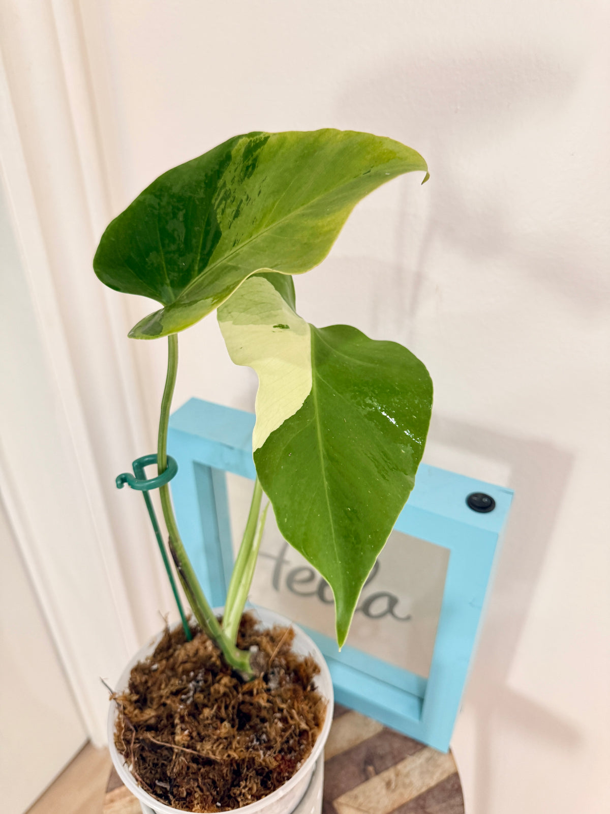 Monstera light lime