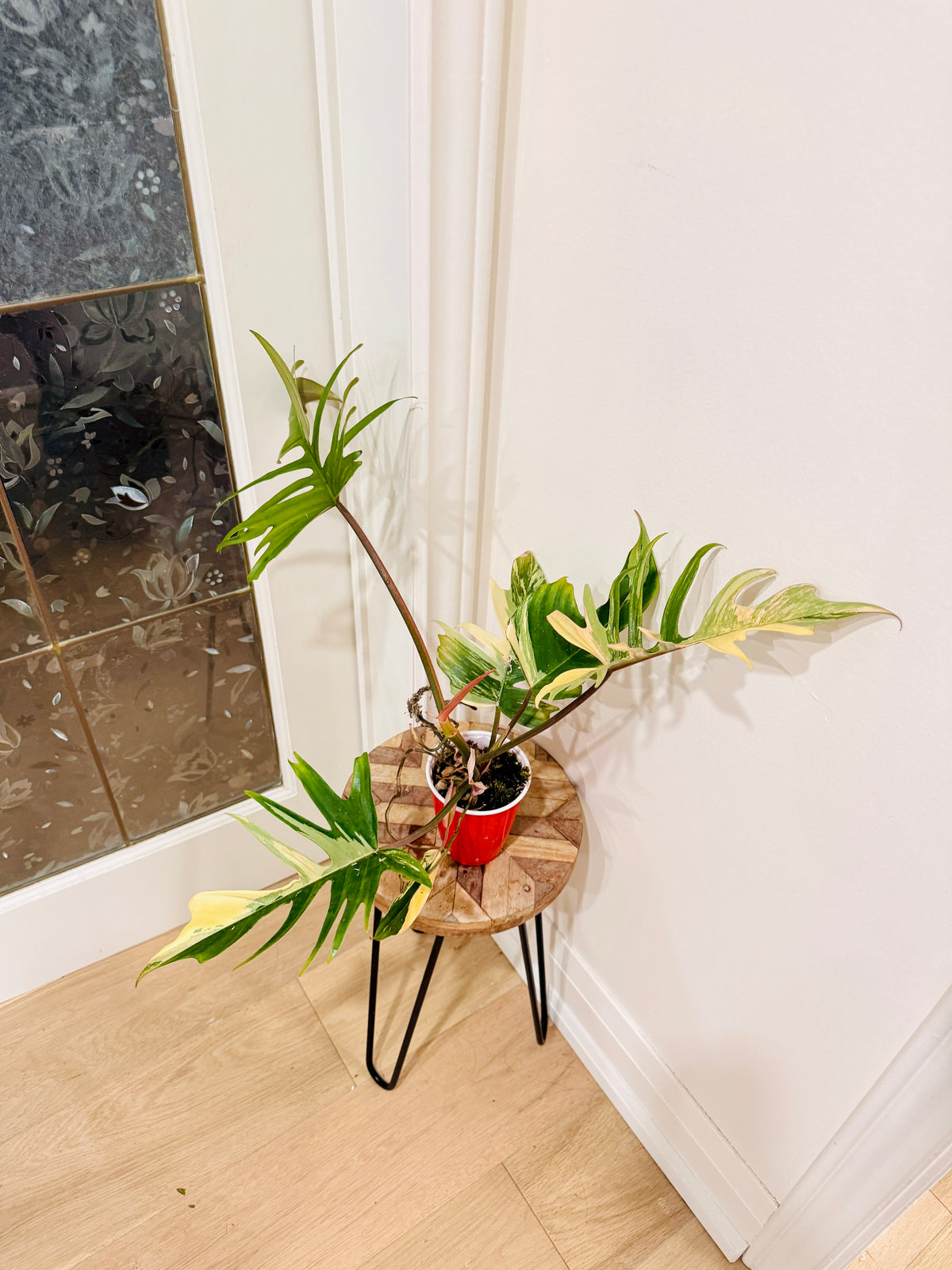 Philodendron Florida x Tortum